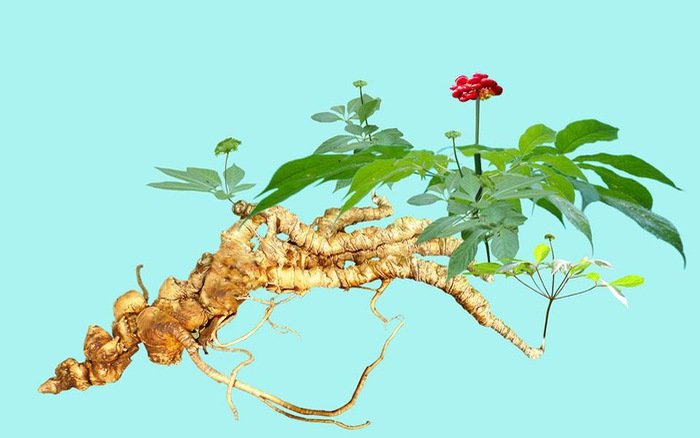 nhận diện đúng sâm Ngọc Linh trên thị trường