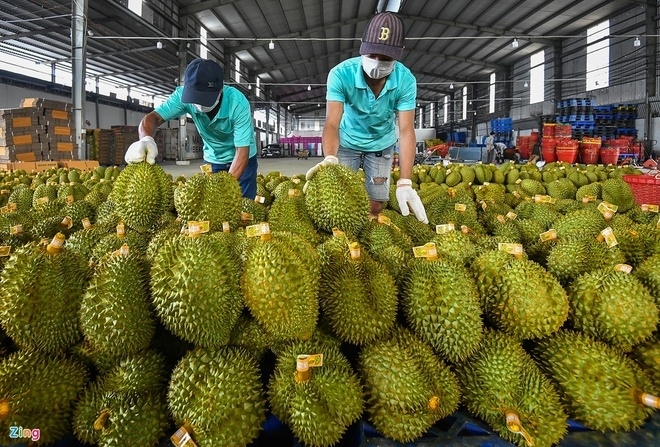 xuat khau sau rieng sang thị trường trung quốc