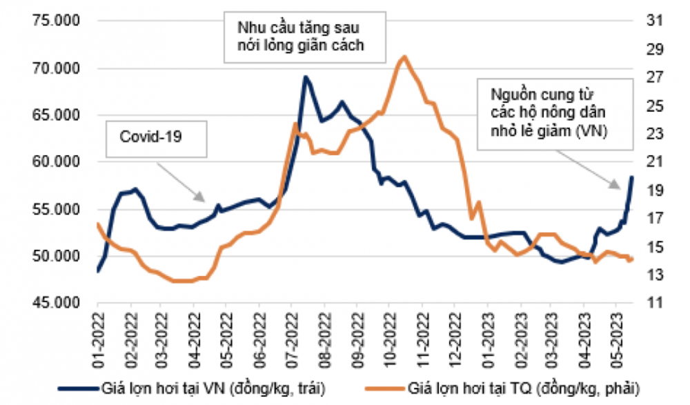 Diễn biến giá lợn hơi Việt Nam