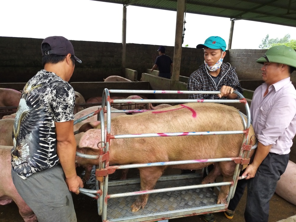 Giá lợn hơi hôm nay