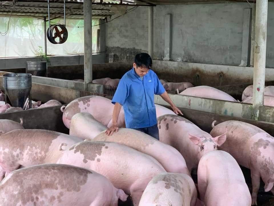 Giá lợn hơi hôm nay