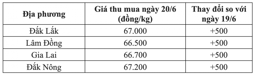 Giá cà phê hôm nay