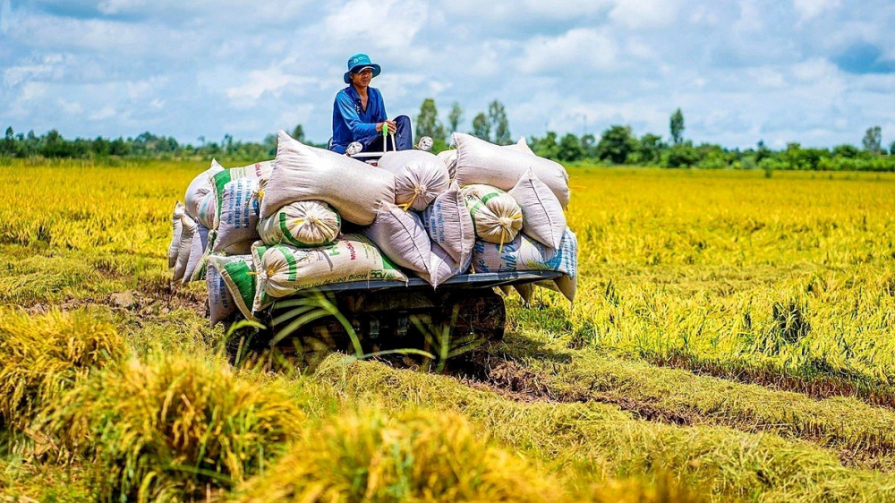 Giá gạo Cwin Đăng Ký + 1888k Việt Nam
