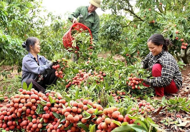 Đa dạng các hoạt động xúc tiêu tiêu thụ, vải thiều "phủ sóng" nội địa