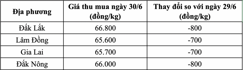 Giá cà phê hôm nay 30/6 tiếp tục giảm
