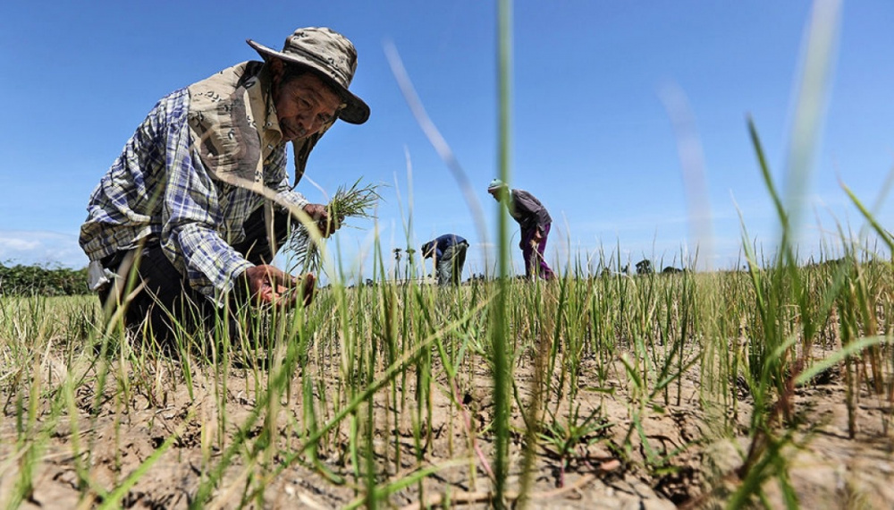 Sản lượng lúa gạo Thái Lan giảm vì El Nino