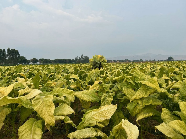 Vinataba