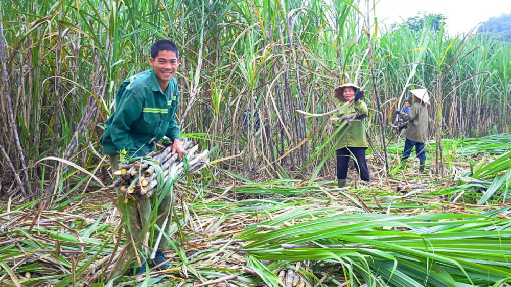 Công ty Cổ phần Mía đường Sơn La 