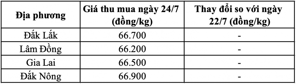 Giá cà phê hôm nay tại Tây Nguyên