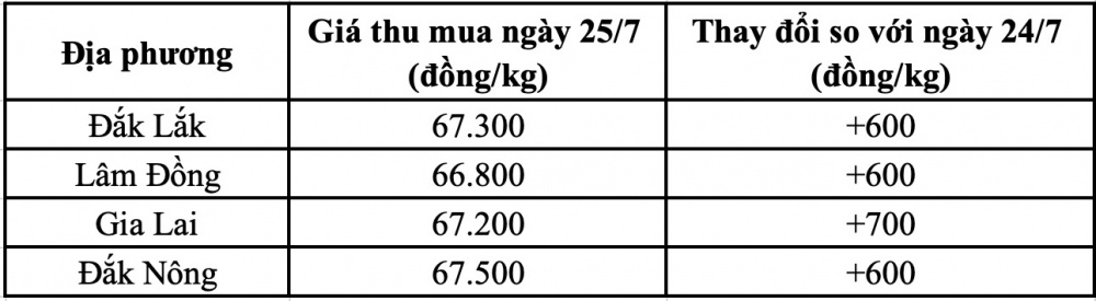 Giá cà phê hôm nay tại Đắk Nông