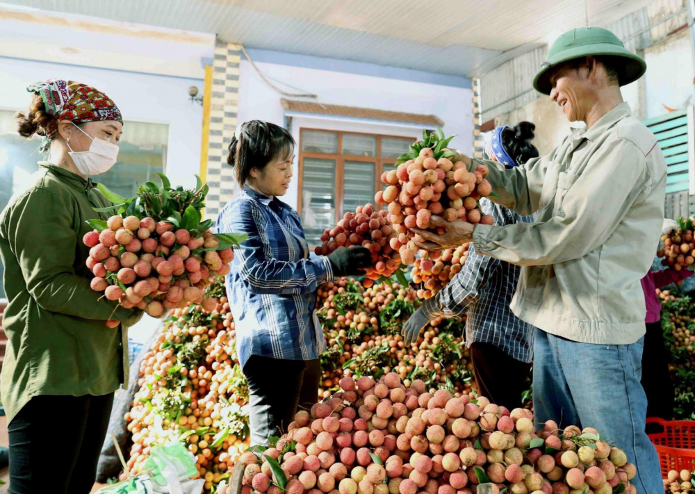 Mở rộng thị trường Cwin Đăng Ký + 1888k vải thiều thông qua “cầu nối” Thương vụ