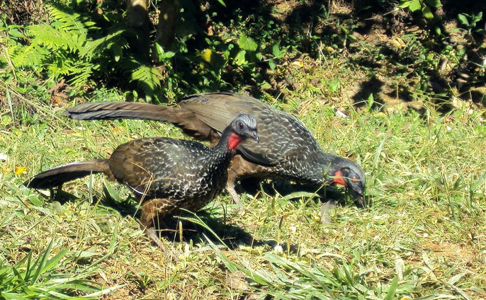 cà phê phân chim