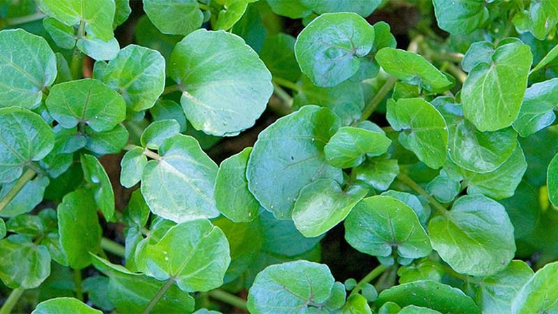 Loại rau được mệnh danh là chống ung thu tốt nhất thế giới