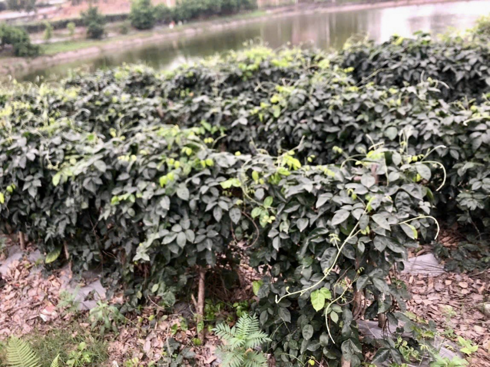 Về Bắc Giang khám phá điểm du lịch tâm linh sinh thái Núi Dành