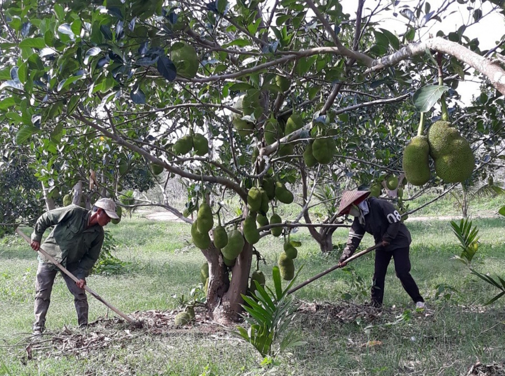 Đất trồng cây lâu năm