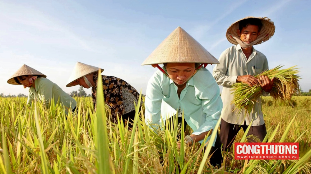 Cwin com sòng bạc trực tuyến gạo CWIN ✅ Nhà cái cờ bạc trực tuyến tốt nhất và Thương hiệu uy tín