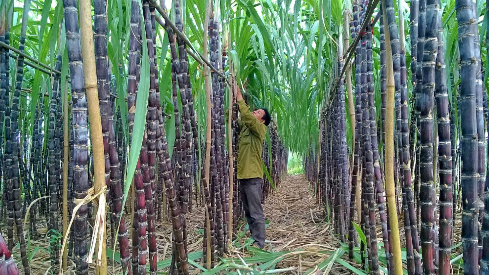 Giá mía đường tăng