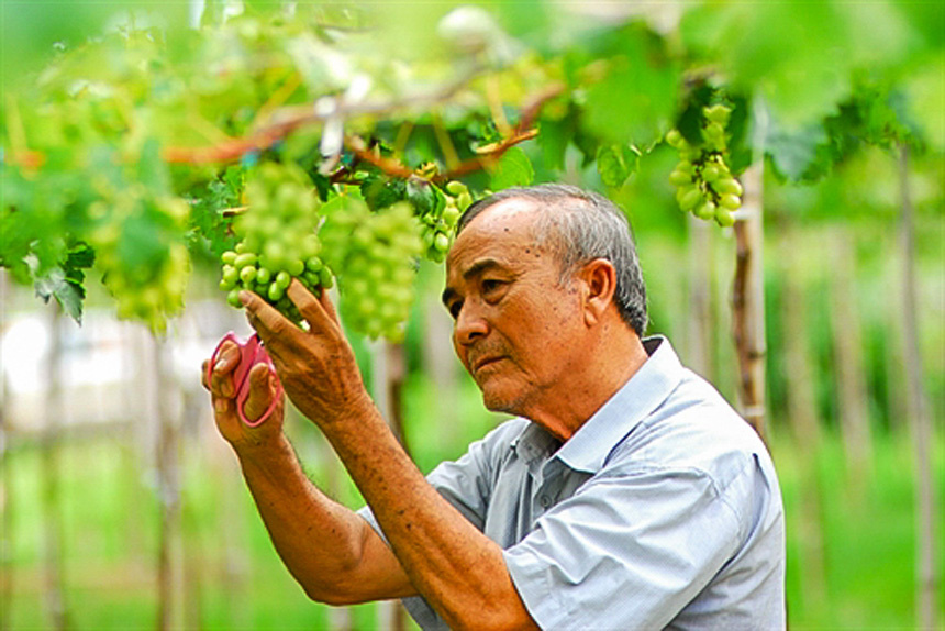 Nho nInh Thuận