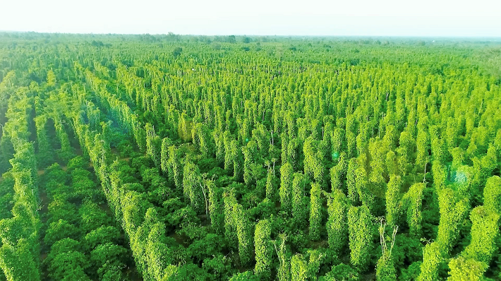 Phát triển bền vững