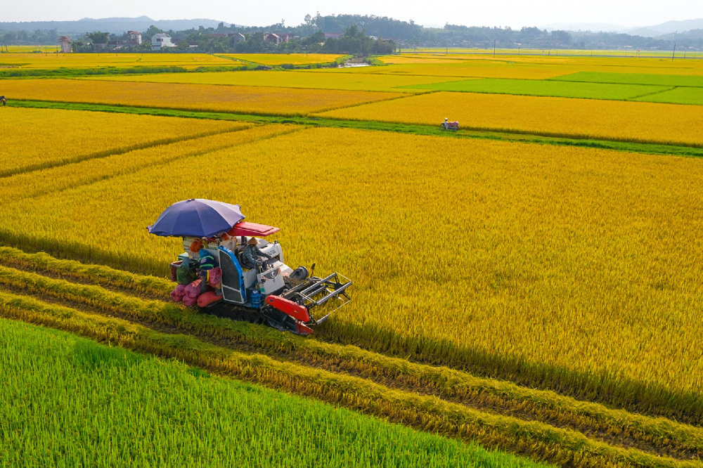 Mã cổ phiếu TAR Gạo Trung An