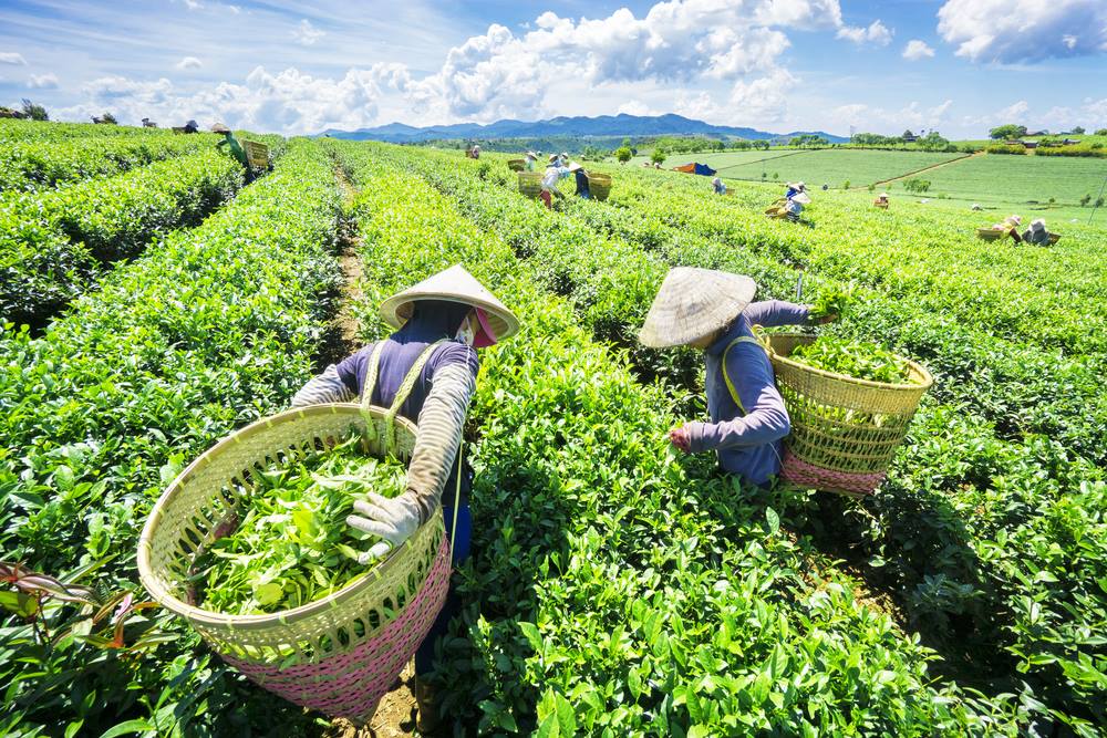phân bón văn điển