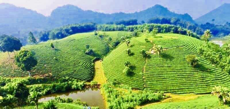 chè tuyên quang