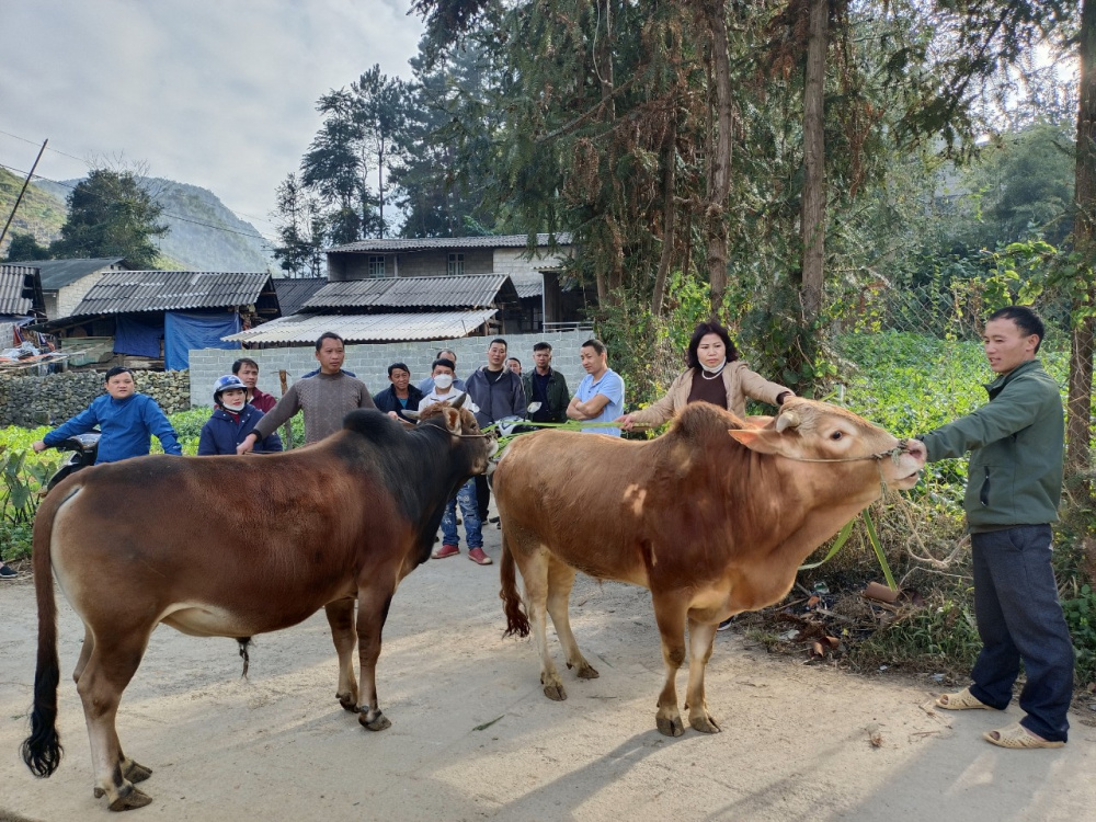 đàn bò hàng hoá