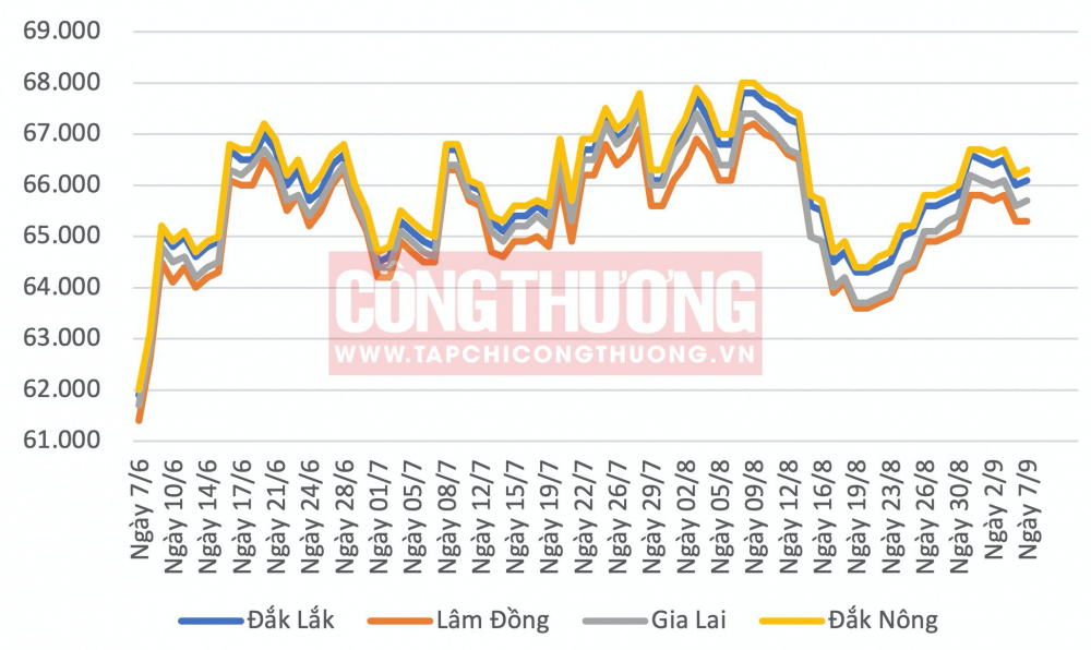 Giá cà phê hôm nay tại khu vực Tây Nguyên