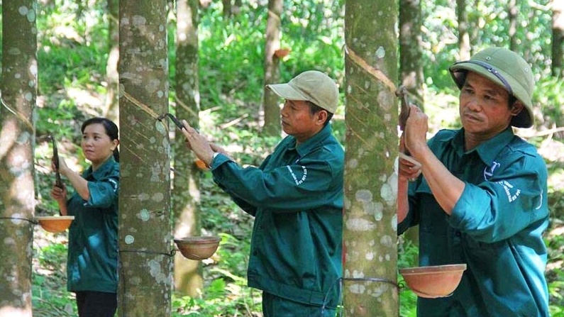 Giá cao su