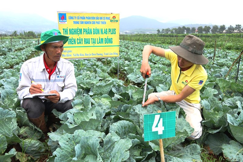 Đạm Cà Mau