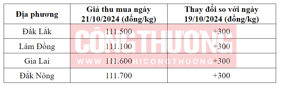Tham khảo giá cà phê hôm nay ngày 21/10/2024 tại khu vực Tây Nguyên