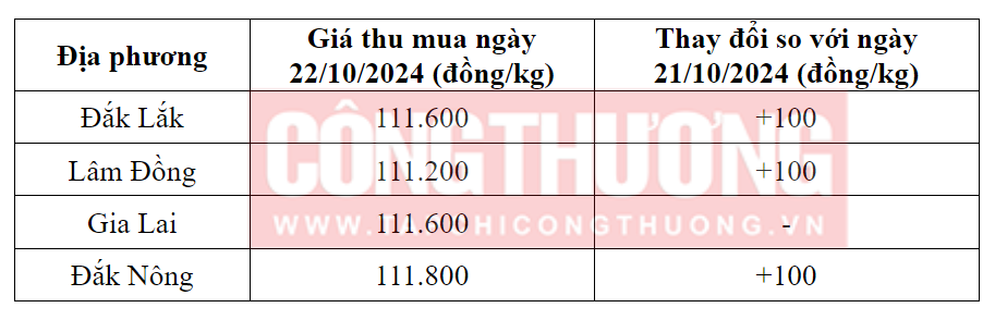 Tham khảo giá cà phê hôm nay ngày 22/10/2024 tại khu vực Tây Nguyên