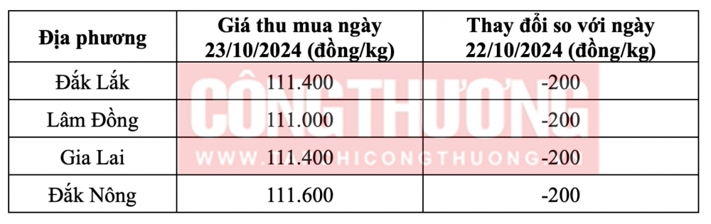 Tham khảo giá cà phê hôm nay ngày 23/10/2024 tại khu vực Tây Nguyên