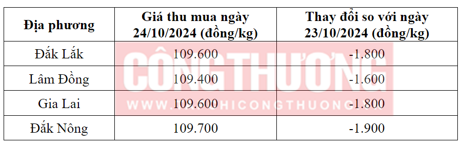 Tham khảo giá cà phê hôm nay ngày 24/10/2024 tại khu vực Tây Nguyên