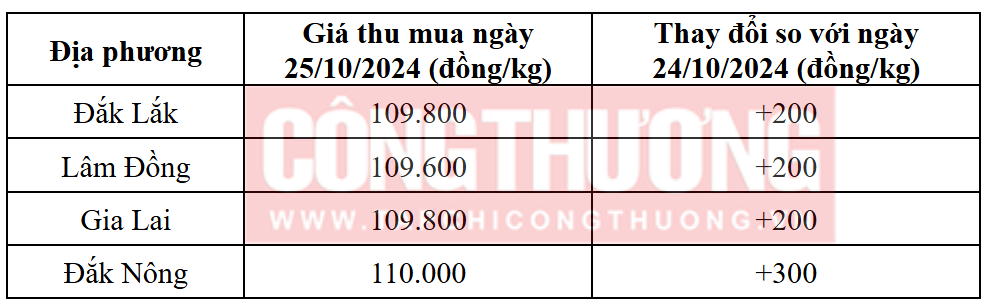 Tham khảo giá cà phê hôm nay ngày 25/10/2024 tại khu vực Tây Nguyên