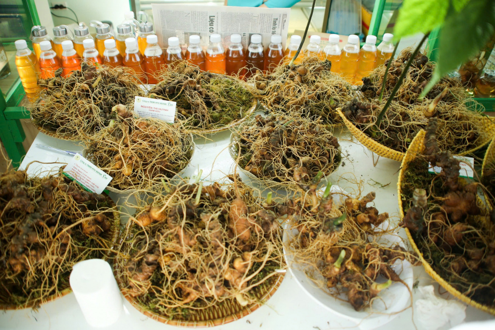 Tổng sản lượng Sâm Ngọc Linh đạt khoảng 100 tấn Sâm củ từ 05 năm tuổi trở lên/năm
