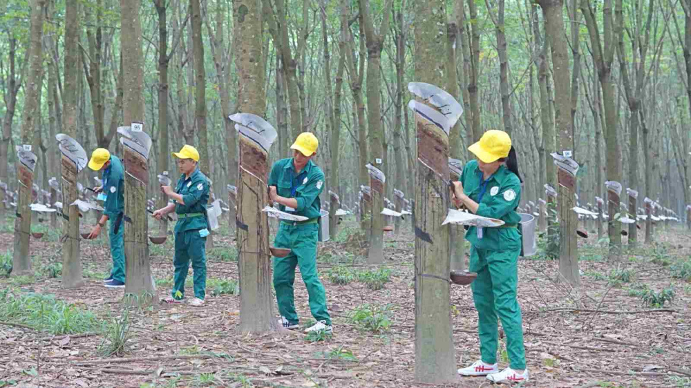 Cao su Đắk Lắk
