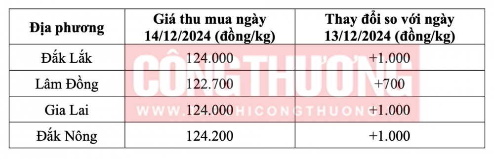 Tham khảo giá cà phê hôm nay ngày 14/12/2024 tại khu vực Tây Nguyên