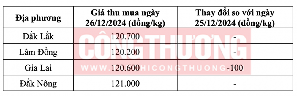 Tham khảo giá cà phê hôm nay ngày 26/12/2024 tại khu vực Tây Nguyên