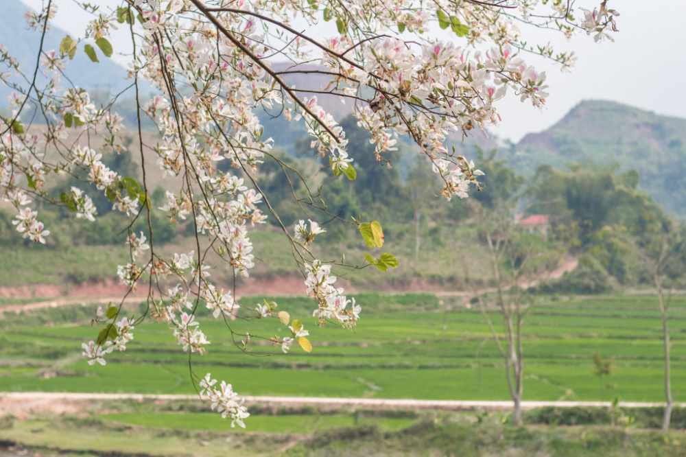 Lê hội Hoa Ban