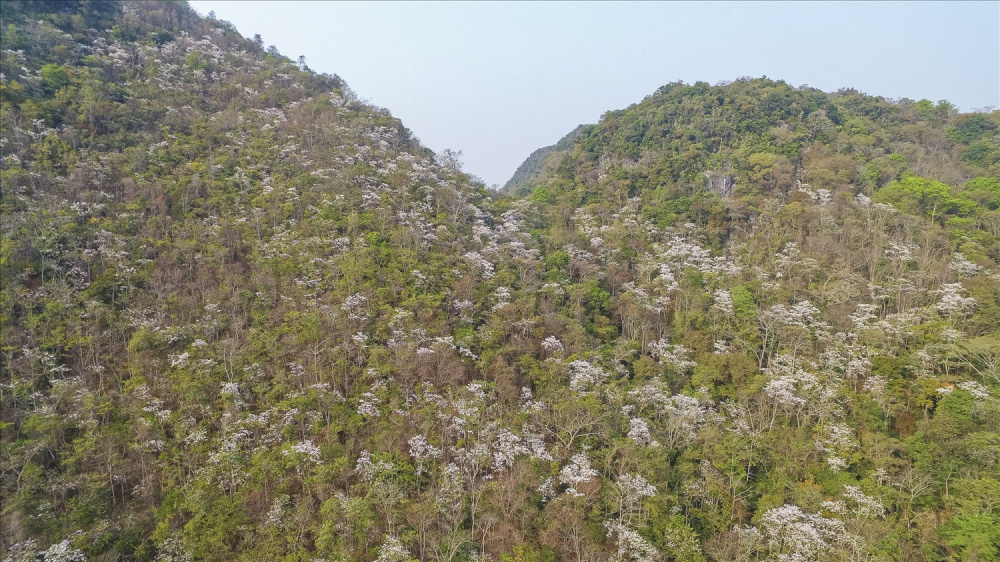 Lễ hội Hoa Ban