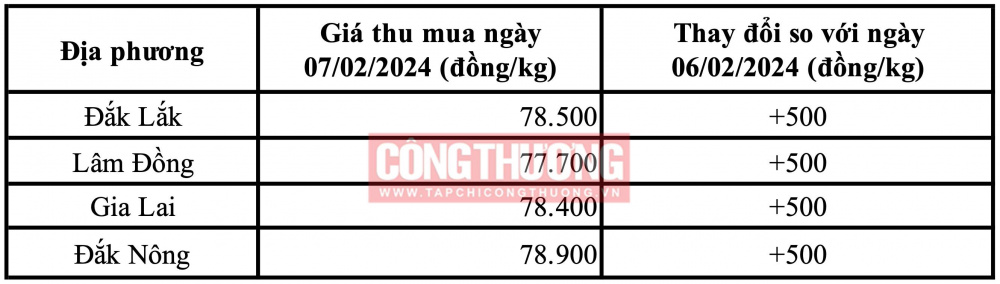 Tham khảo giá cà phê hôm nay ngày 07/02/2024 tại khu vực Tây Nguyên