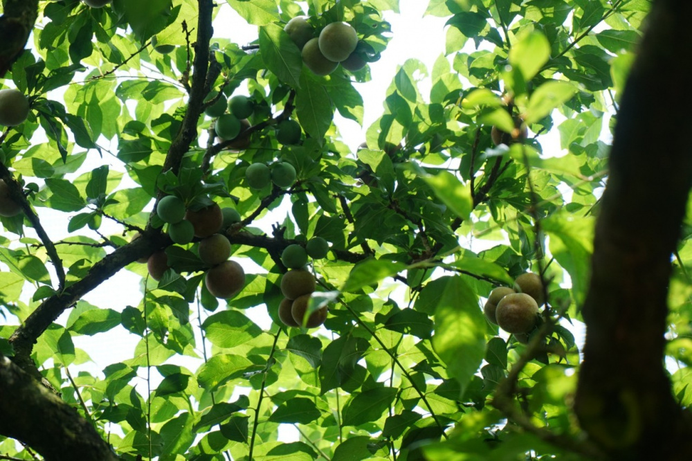hung lũng mận Nà Ka là niềm tự hào của Mộc Châu.