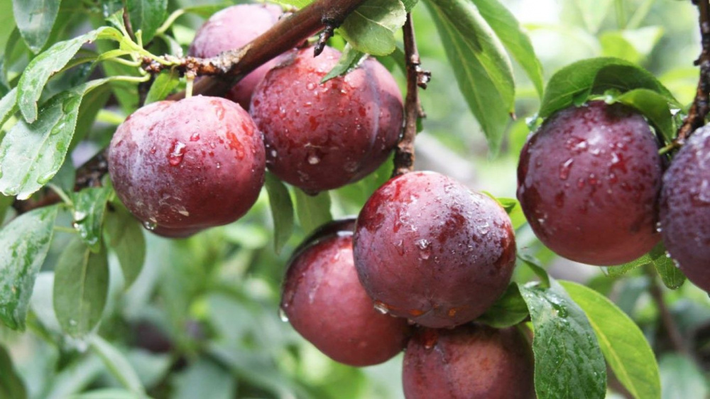 hung lũng mận Nà Ka là niềm tự hào của Mộc Châu.