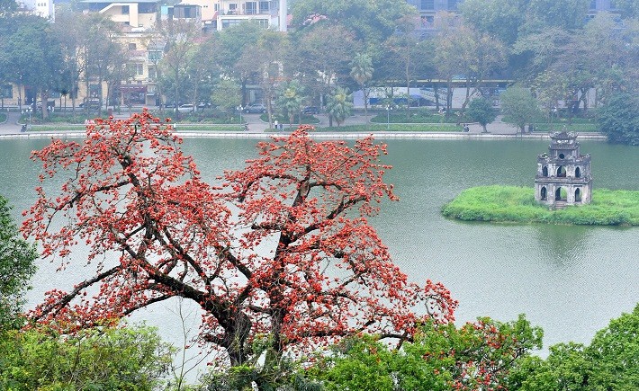 Hoa gạo