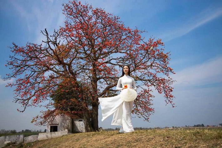 Hoa gạo