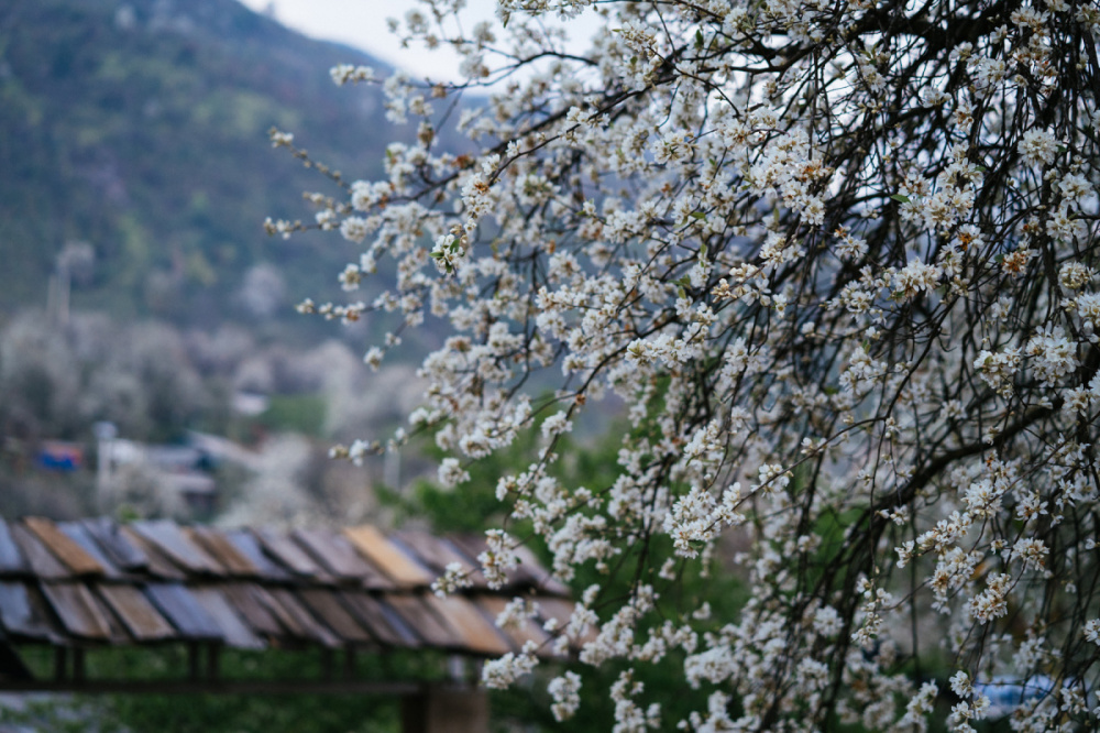 hoa sơn tra