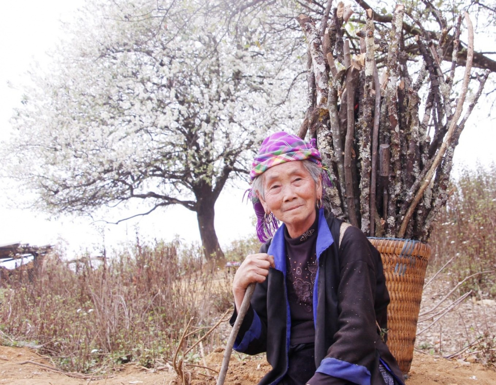 hoa sơn tra