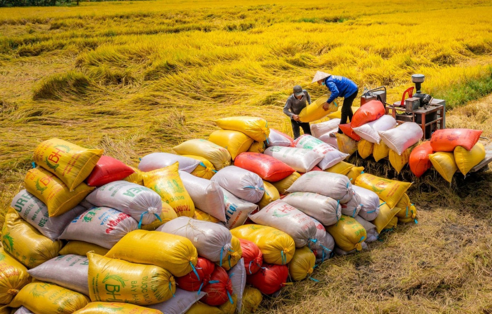 chuỗi giá trị lúa gạo