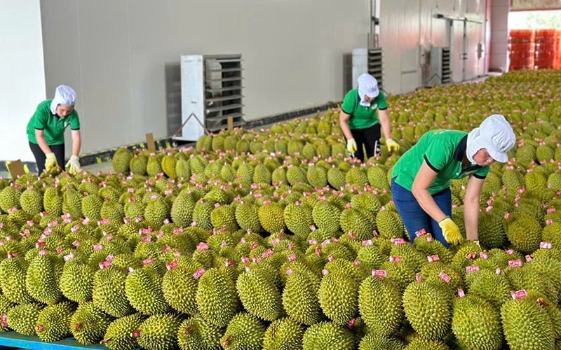 Cwin com sòng bạc trực tuyến rau quả Việt Nam sang Thái Lan tăng đột biến